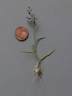 Uprooted specimen with coin for scale