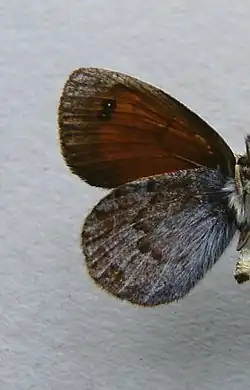 Erebia nivalis underside