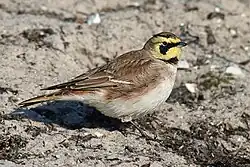 Shore lark, Skåne