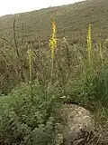 E. alaicus flowering on a grassy slope near Karakol, Kyrgyzstan in the Tien Shan range
