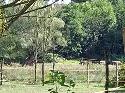 Pasture