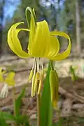 Yellow anthers