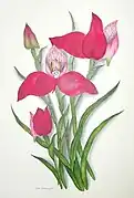 Coloured drawing by Ethel Dixie.