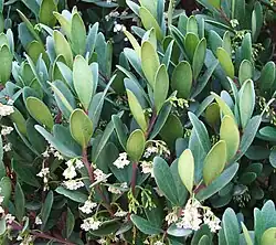 Detail of inflorescence.