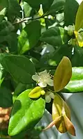 Flowers and emerging leaves