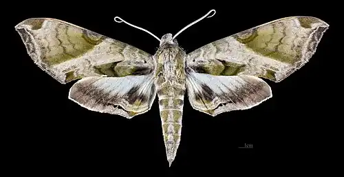 Female dorsal