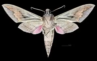 Male ventral view