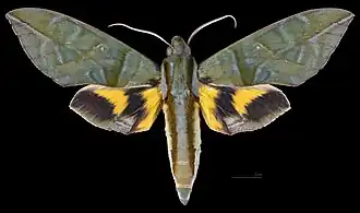 Eumorpha phorbas ♂