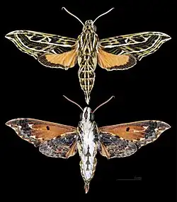 Eupanacra pulchella