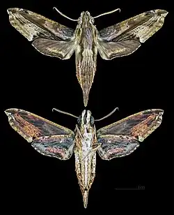 Eupanacra