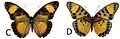E. c. nimbina female dorsal (c); ventral (d)