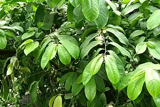 With flowers and buds