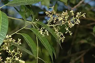 Inflorescence