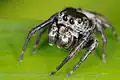 Chelicerae of a male