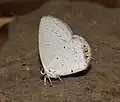 Under side (female)