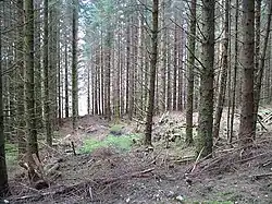 Extraction lane, Strachur Thinned spruce forest above the River Cur.