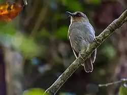 Brown flycatcher with grey belly