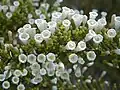 Closeup of flowers