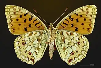 Ventral view