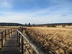 Boardwalk across the High Fens, Ardenne, Belgium