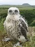 Nestling in Alaska