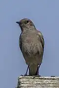 O. f. hellmaryi, Graskop, South Africa