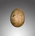 Egg