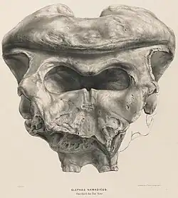 Partial skull of Palaeoloxodon namadicus, showing the parieto-occipital crest at the top of the skull