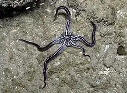 Ophiomaza cacaotica