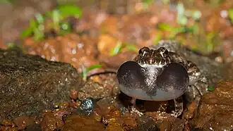 2. Vocalising front view