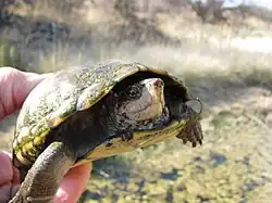 Female, Arizona