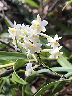 Earina autumnalis inflorescence on forest floor