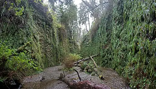 Canyon with walls covered in ferns and a stream running down the center