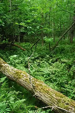 Ferns