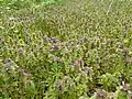 Field in Ohio, US