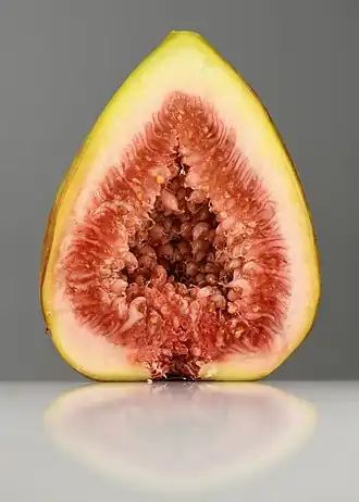 Ficus carica (fig)