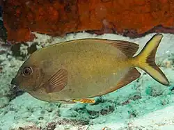 Peppered spinefoot