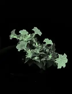 "Firefly" petunia, genetically engineered to produce a glow