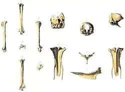 An illustration of bird bones laid out in rows
