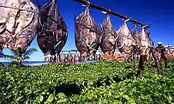rows of fish hang from string, drying in the Sun