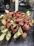 A wilting, thirsty plant.