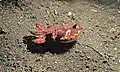 Lembeh Strait