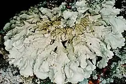 Flavoparmelia baltimorensis