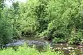 View of Fleming Creek in summer