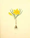 Illustration by Margaret Roscoe