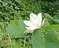 Flower and bud in West Bengal, India.