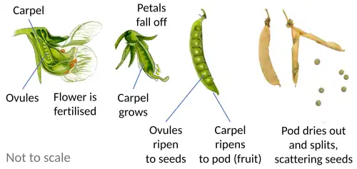 Diagram showing the processes of fruit and seed development, as well as seed dispersal, of a pea plant