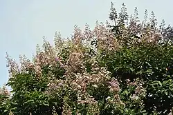 Flowers at canopy in Kolkata
