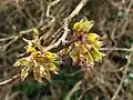 Nascent samarae of same