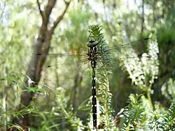 Male